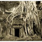 Umarmung im Ta Prohm II - Siem Reap, Kambodscha