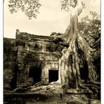 Umarmung im Ta Prohm - Siem Reap, Kambodscha