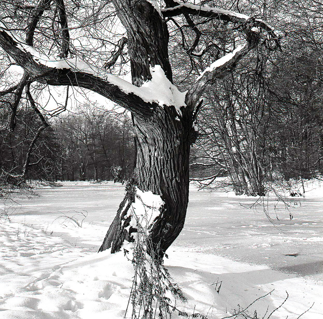 Umarmungsbaum im Schnee