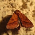  Umbra-Sonneneule (Pyrrhia umbra)