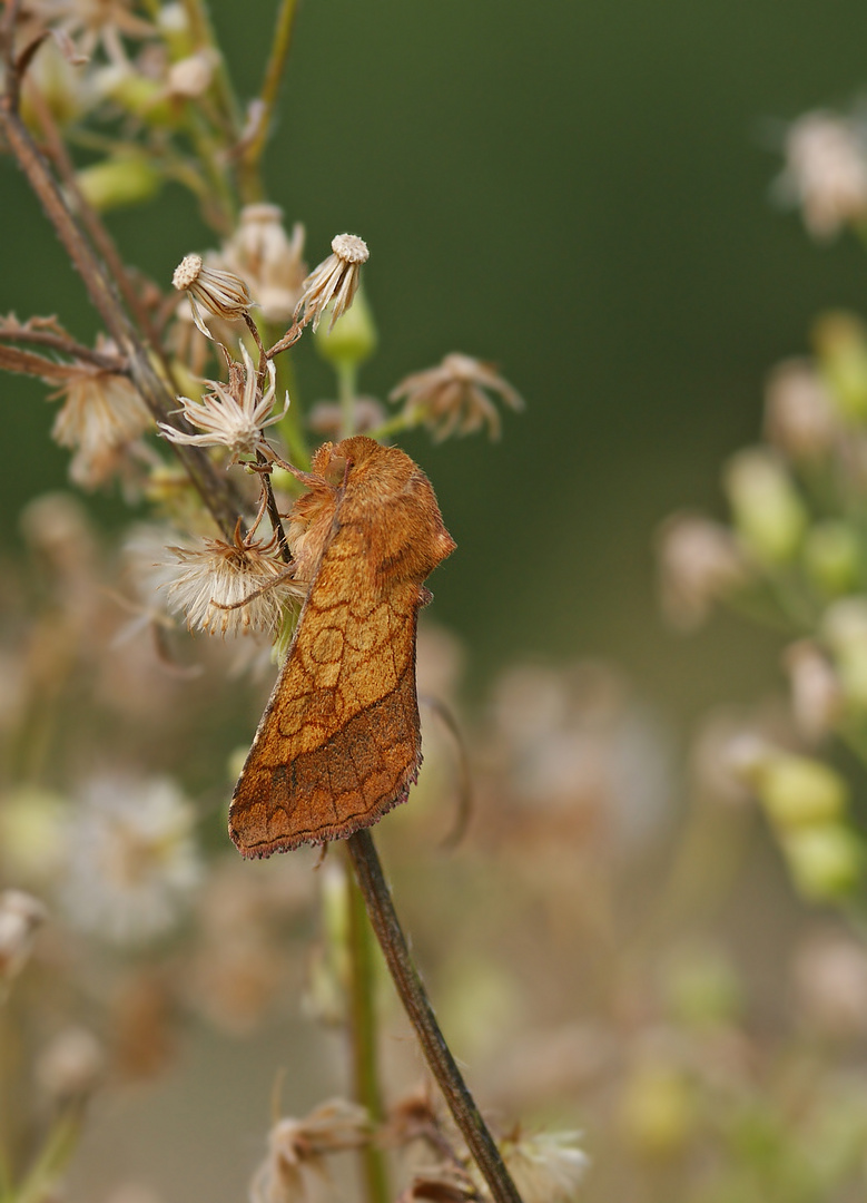 Umbra-Sonneneule (Pyrrhia umbra)