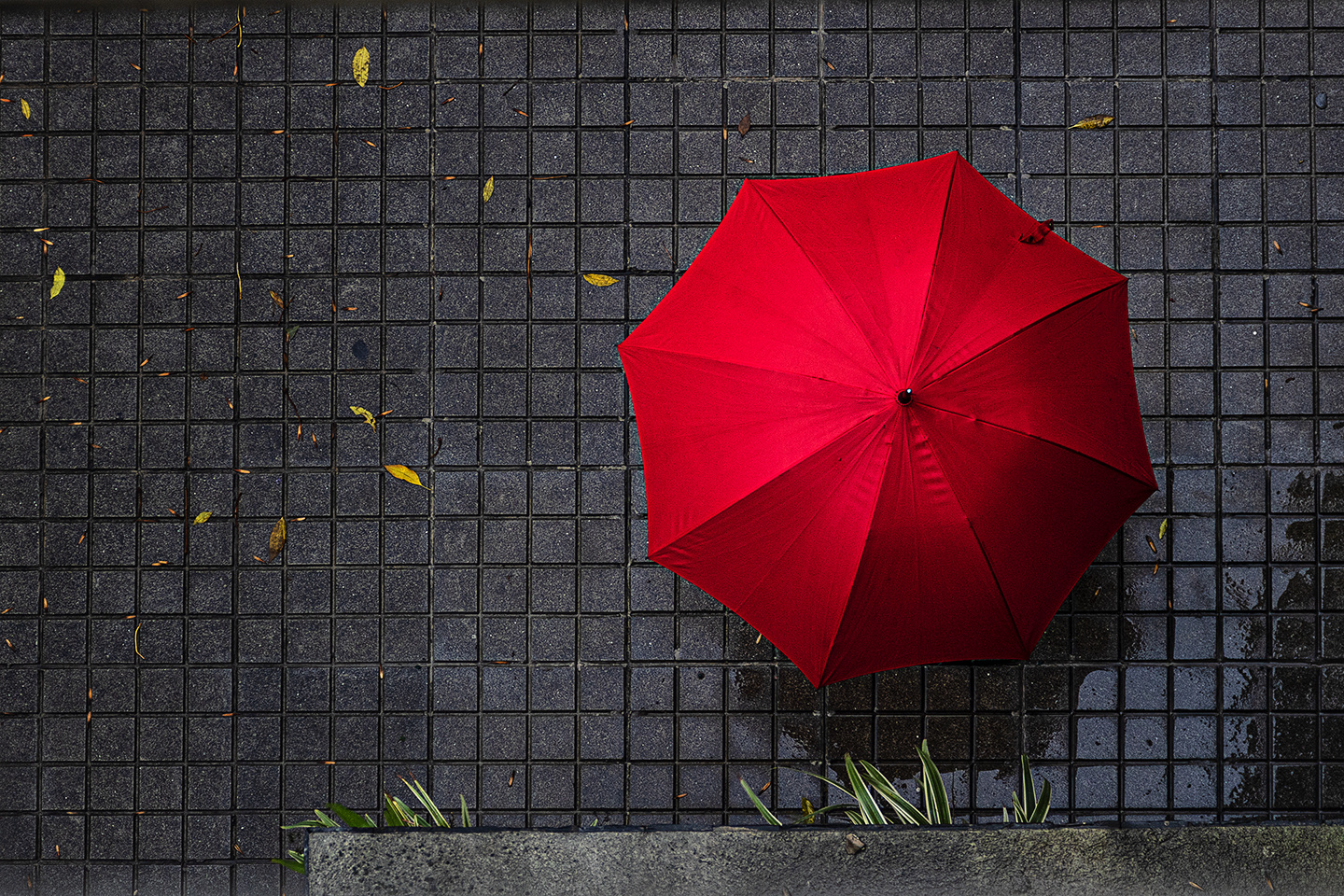 Umbrella