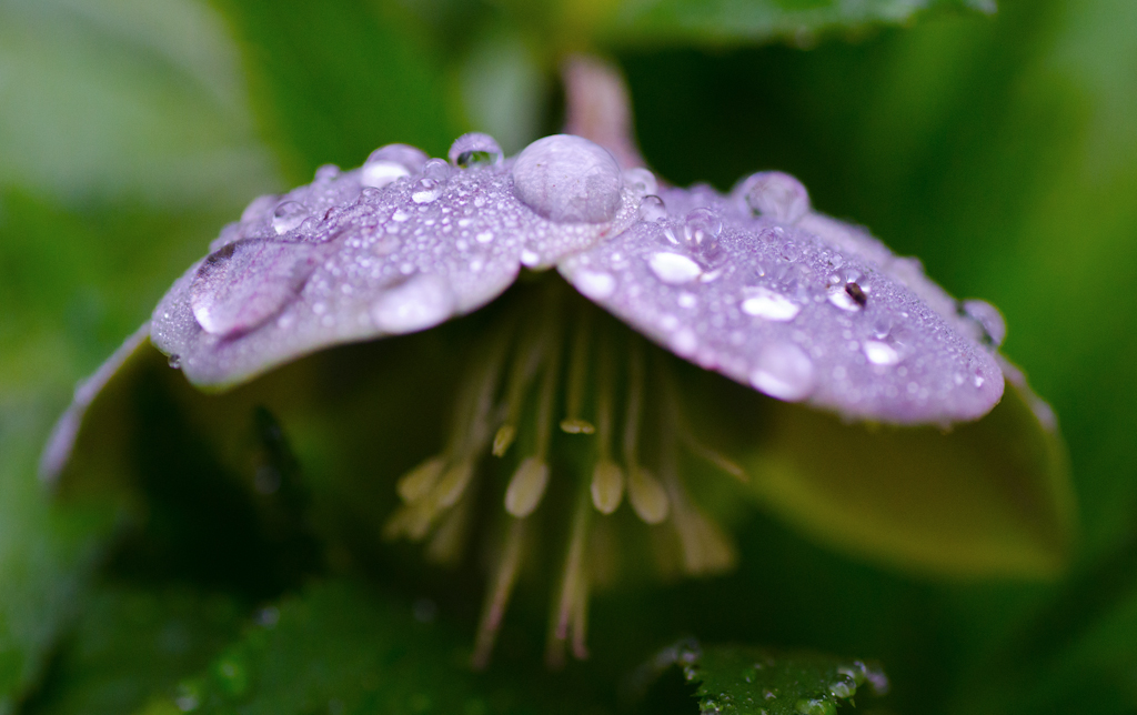 Umbrella