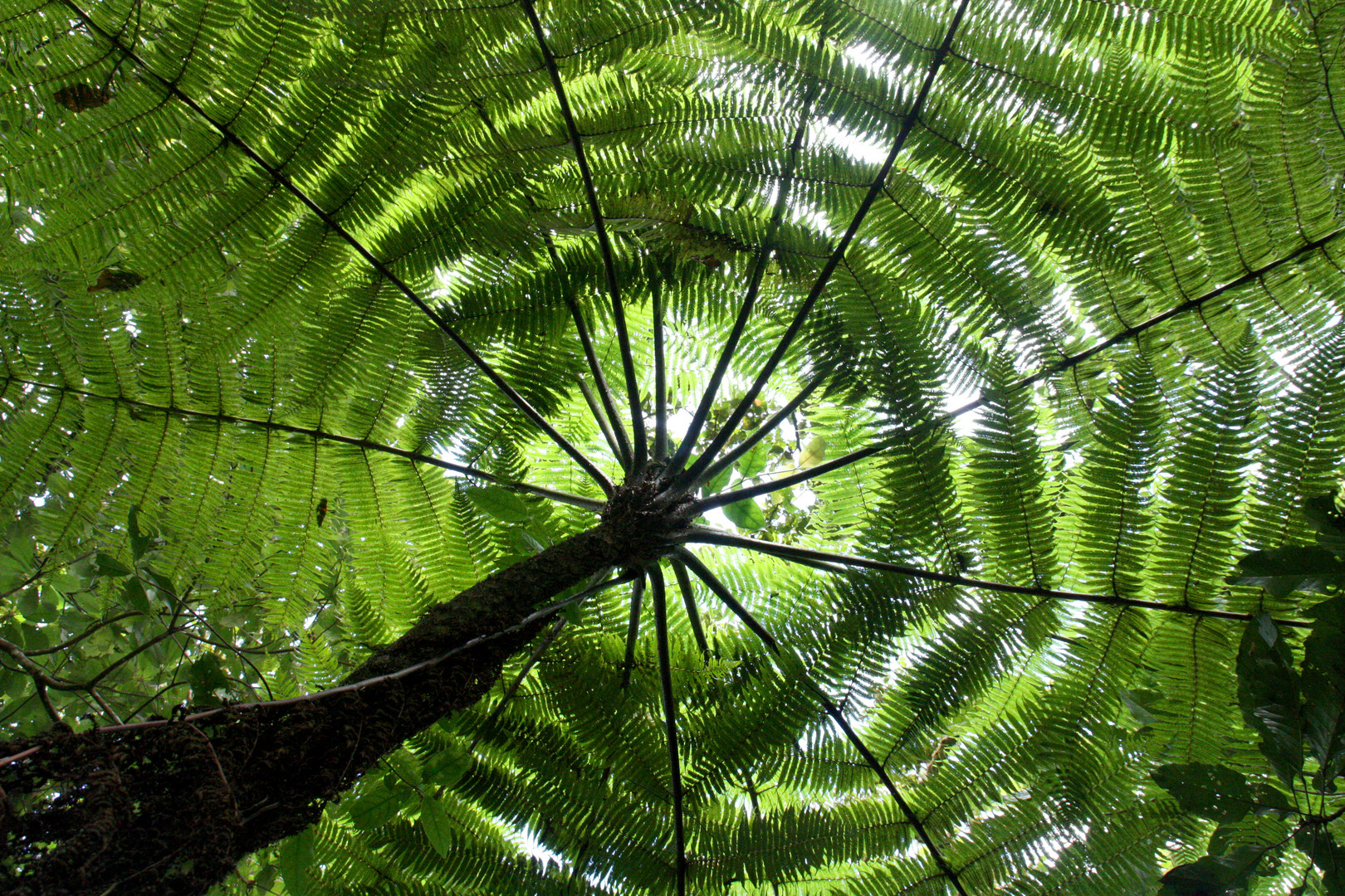 Umbrella