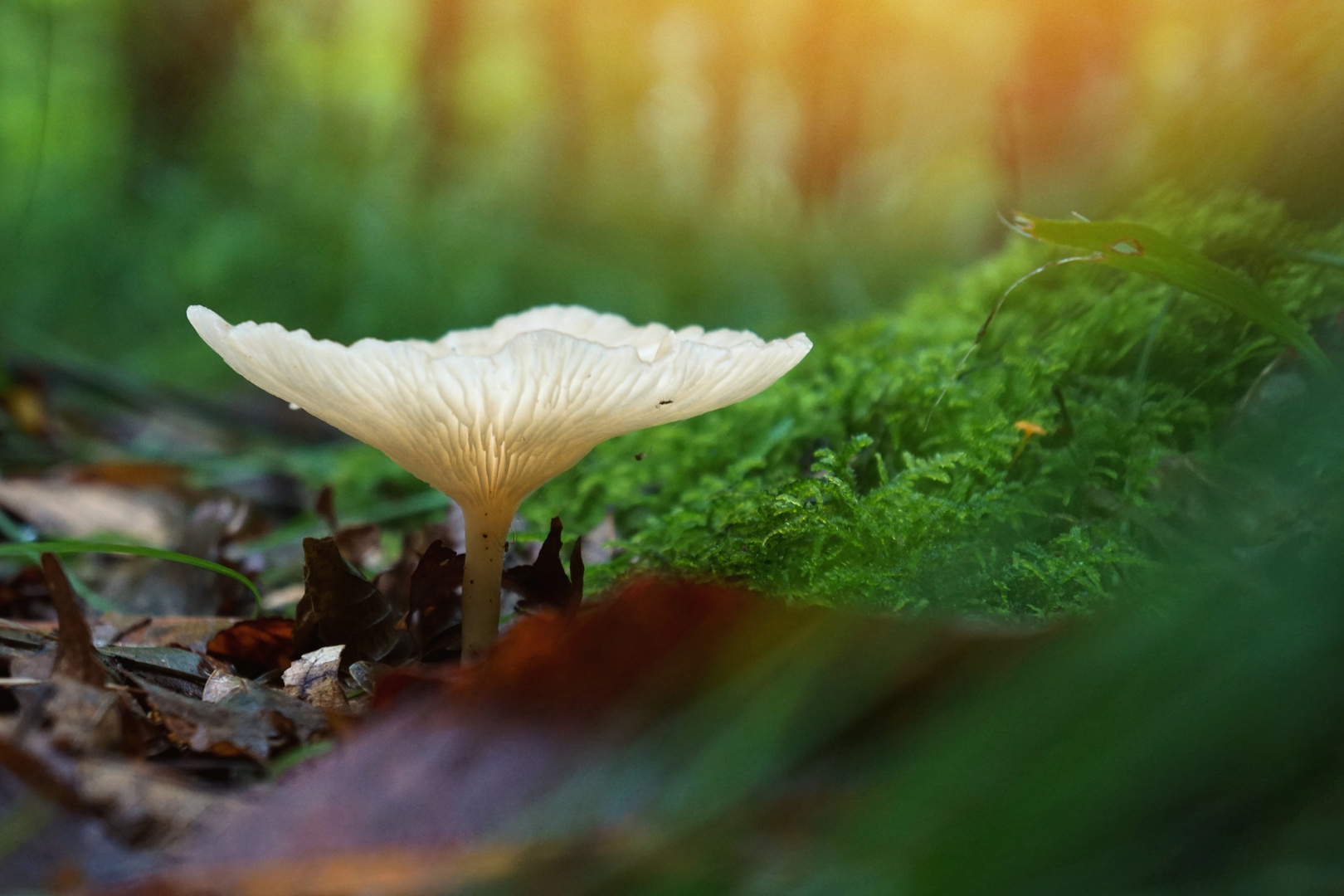 Umbrella mushroom