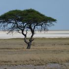 Umbrella Tree, Namibia