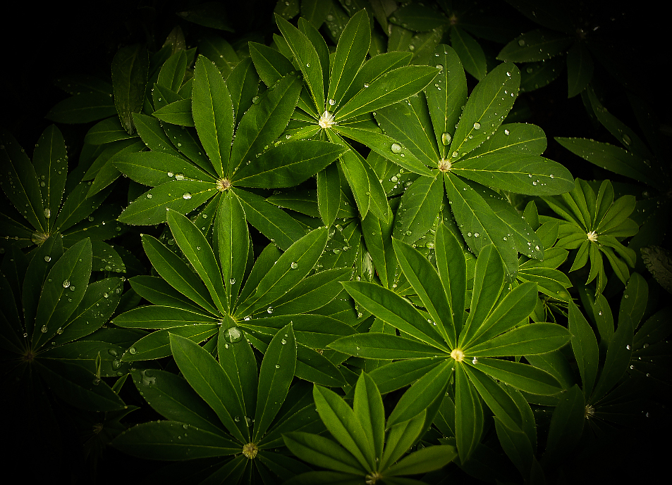 umbrellas