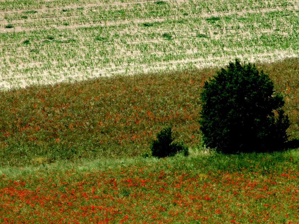 UMBRIA 2008