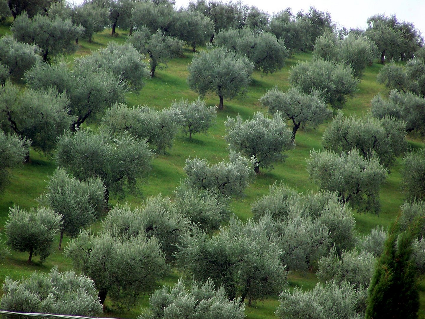 Umbria Olive