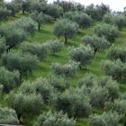 Umbria Olive
