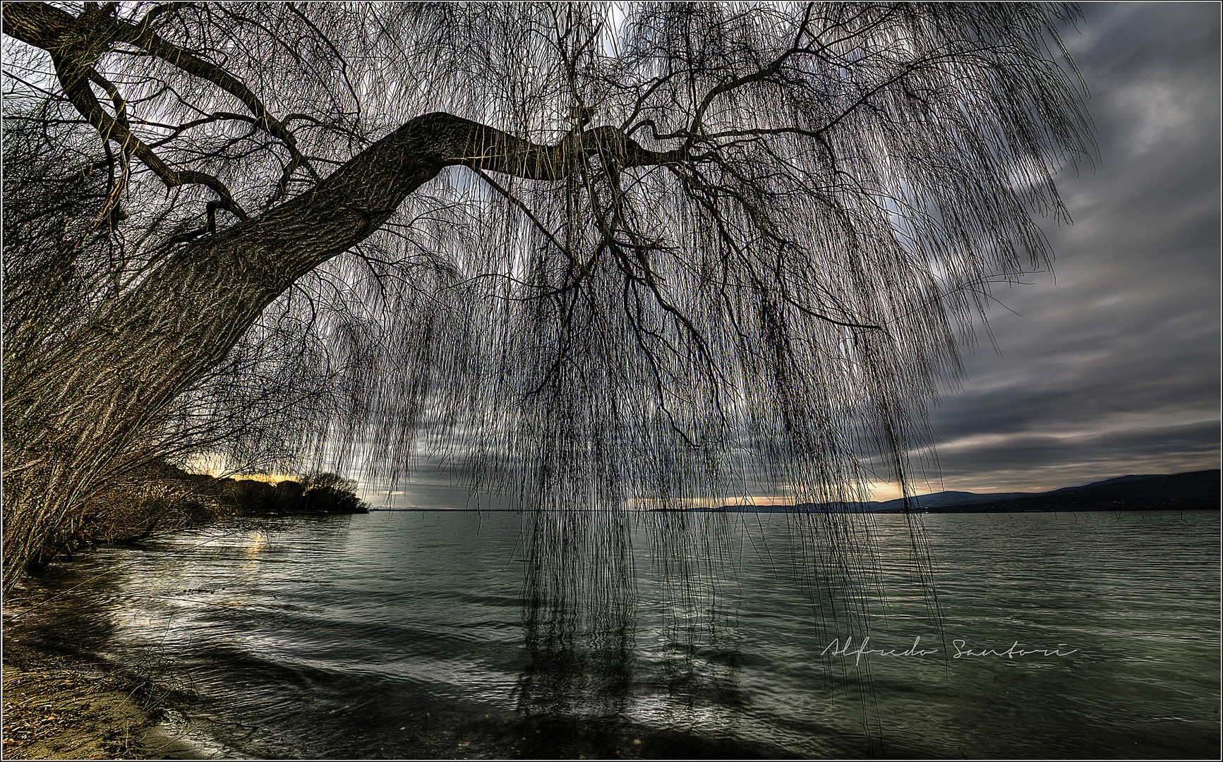 Umbria Trasimeno il salice piangente