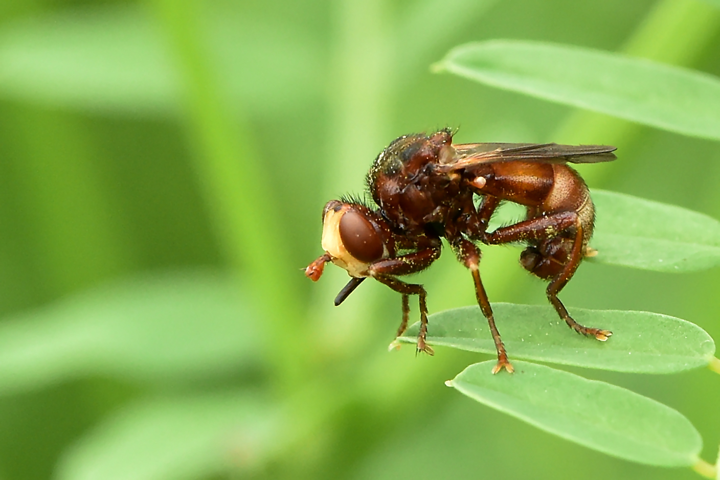 Umdrehen oder Fliegen