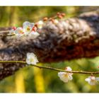 UME[Prunus mume]