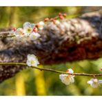 UME[Prunus mume]