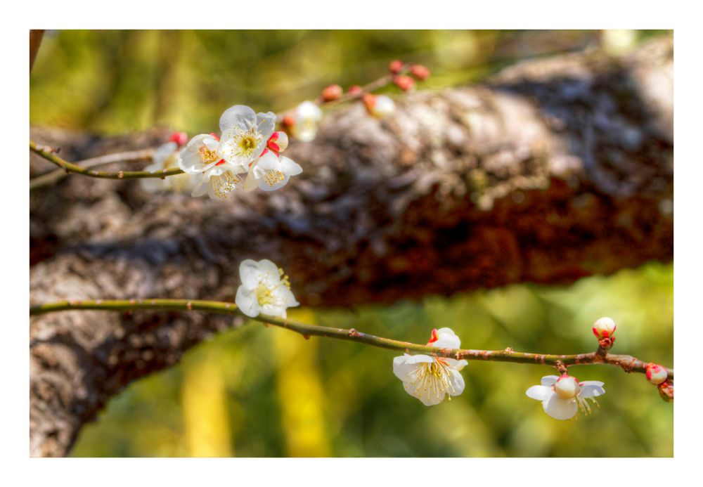 UME[Prunus mume]