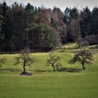 Umfeld Laacher See