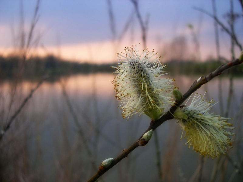 Umflossen von abendlichem Glanz