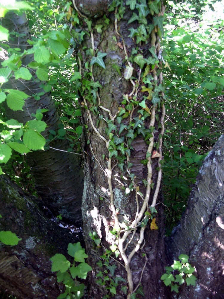 Umgarnter Baum