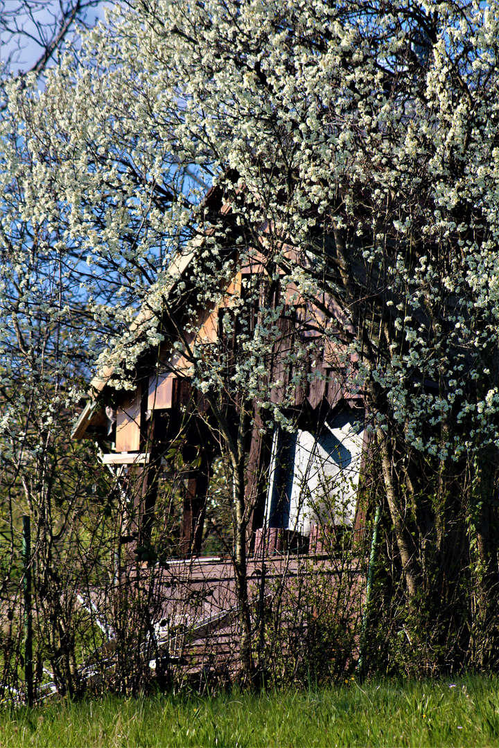 umgeben von Frühlingsblüten ,