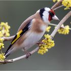 umgeben von Kornelkirschen-Blüten  .....