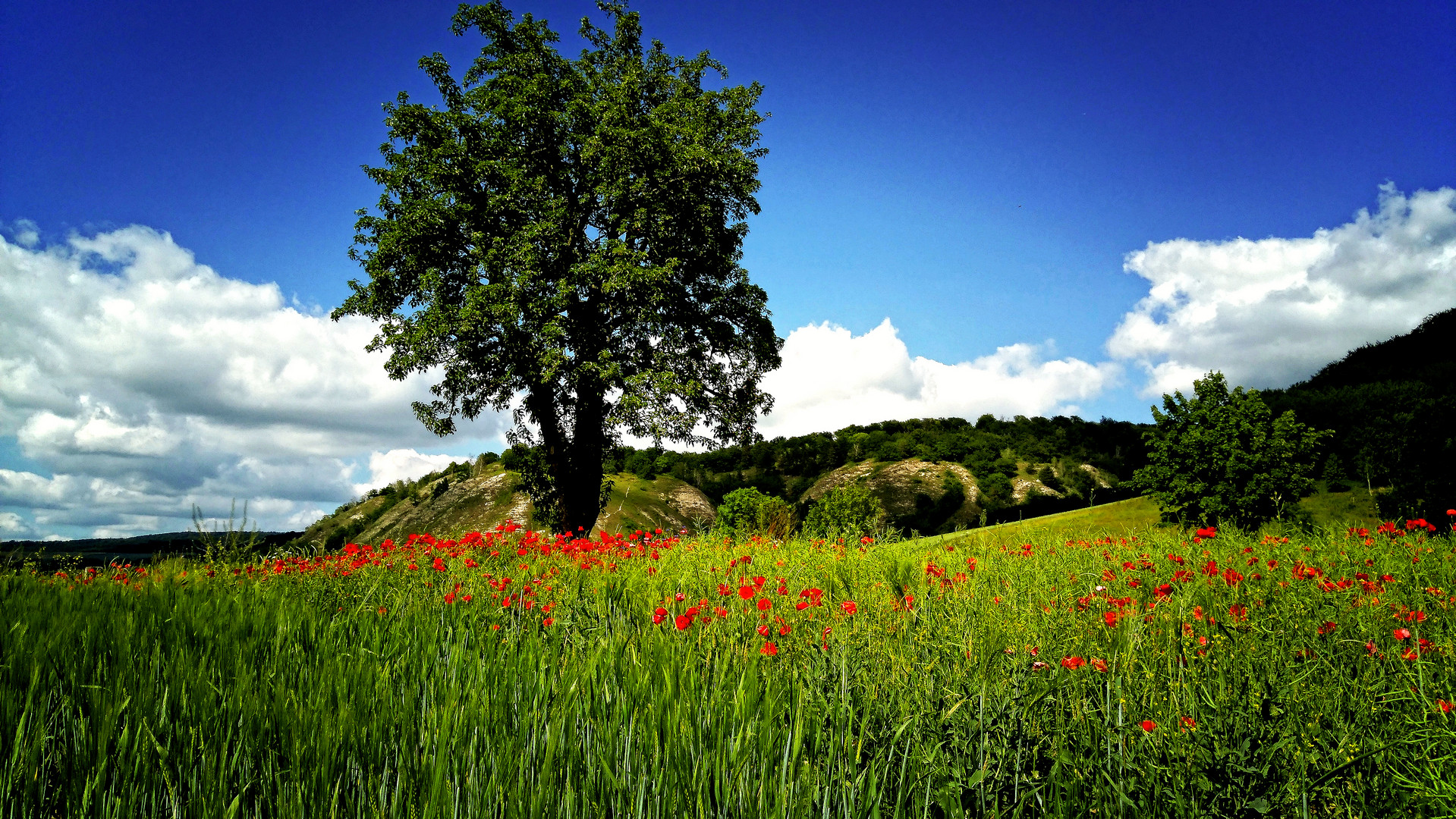 Umgeben von Mohnblumen