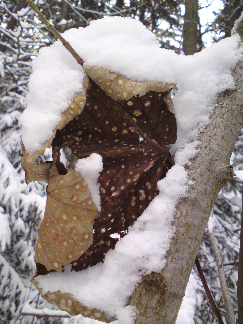 umgeben von Schnee