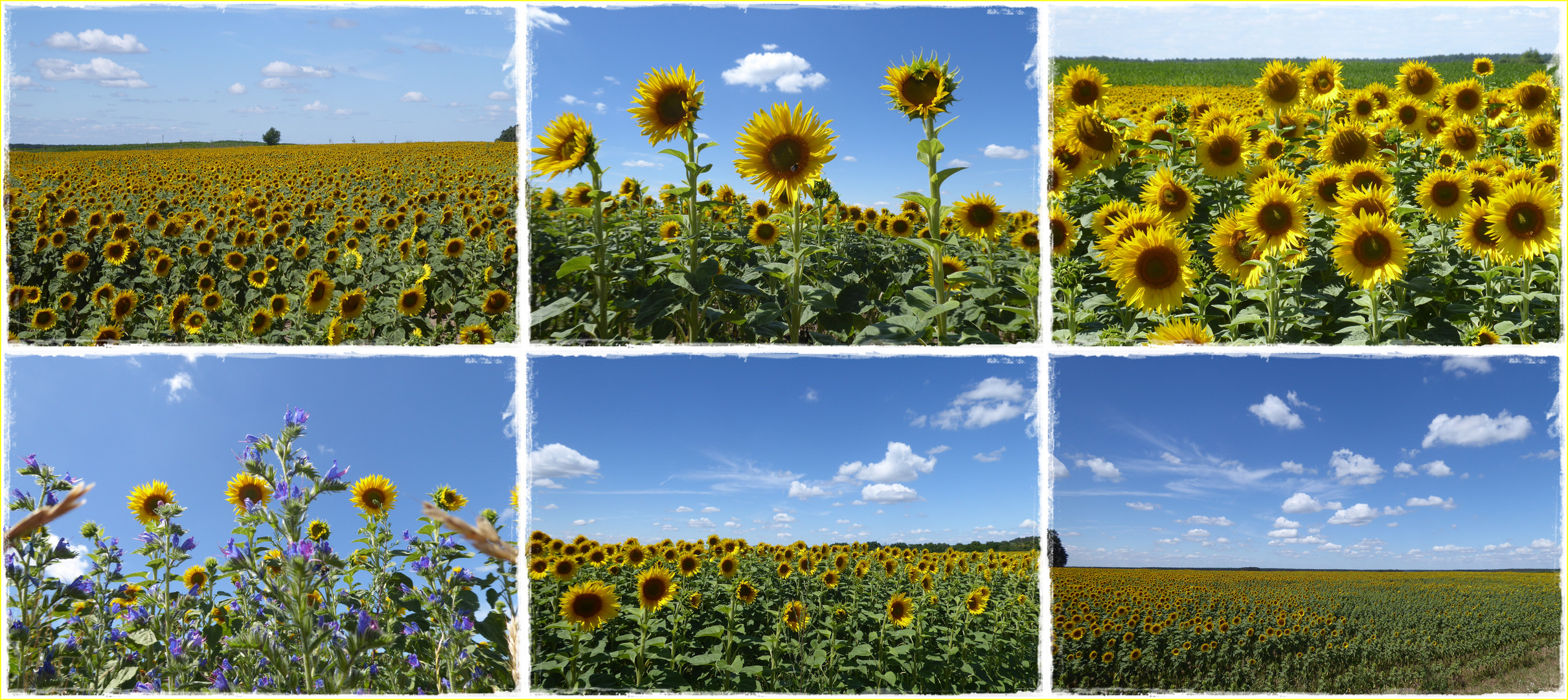 umgeben von Sonnenblumen ist unser Dorf