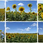 umgeben von Sonnenblumen ist unser Dorf