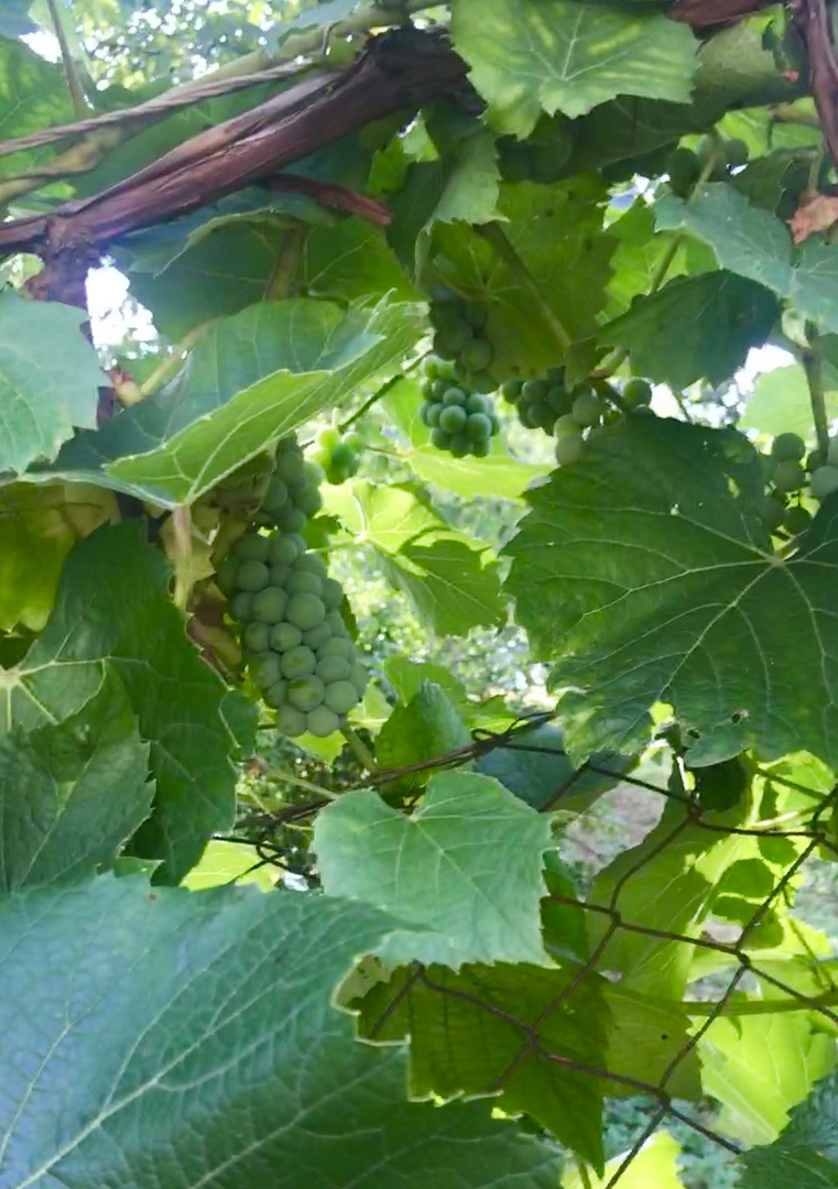 Umgeben von wilden Weinreben 