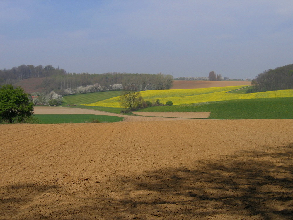 Umgebung Kerniel / Haspengouw Belgiën