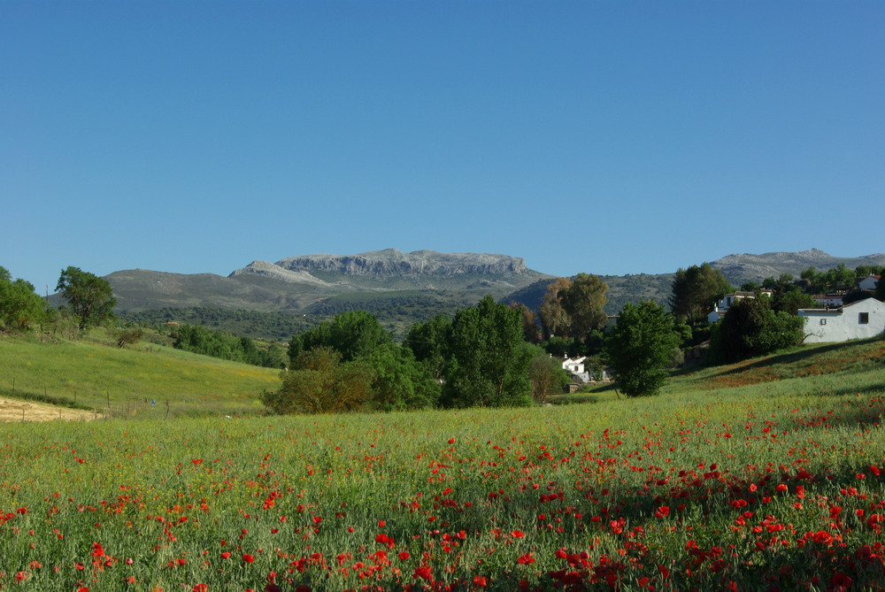 Umgebung von Ronda, Andalusien