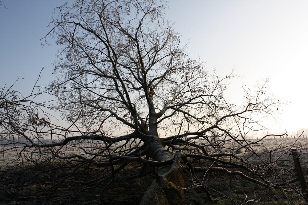 umgefallener Baum im Gegenlicht