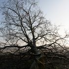 umgefallener Baum im Gegenlicht