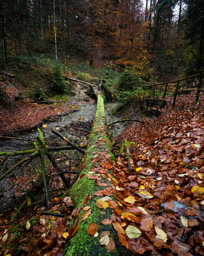 Umgefallener Baum Im Wald 