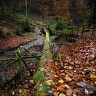 Umgefallener Baum Im Wald 