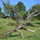 Umgefallener Baum und trotzdem Früchte