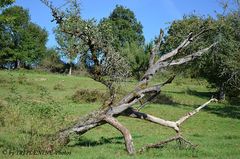 Umgefallener Baum und trotzdem Früchte