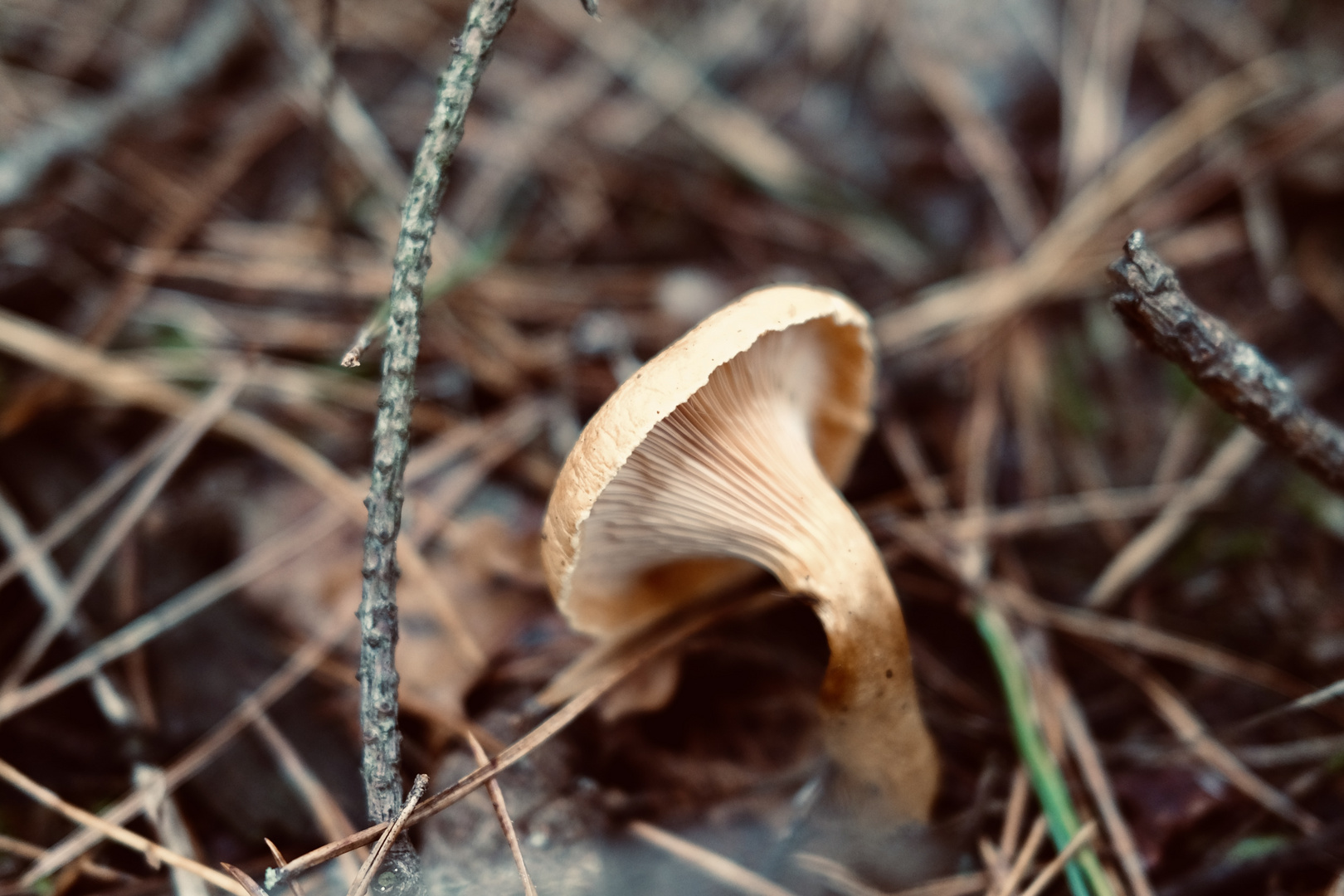 Umgeknickter Waldpilz Foto &amp; Bild | pflanzen, pilze &amp; flechten, pilze ...