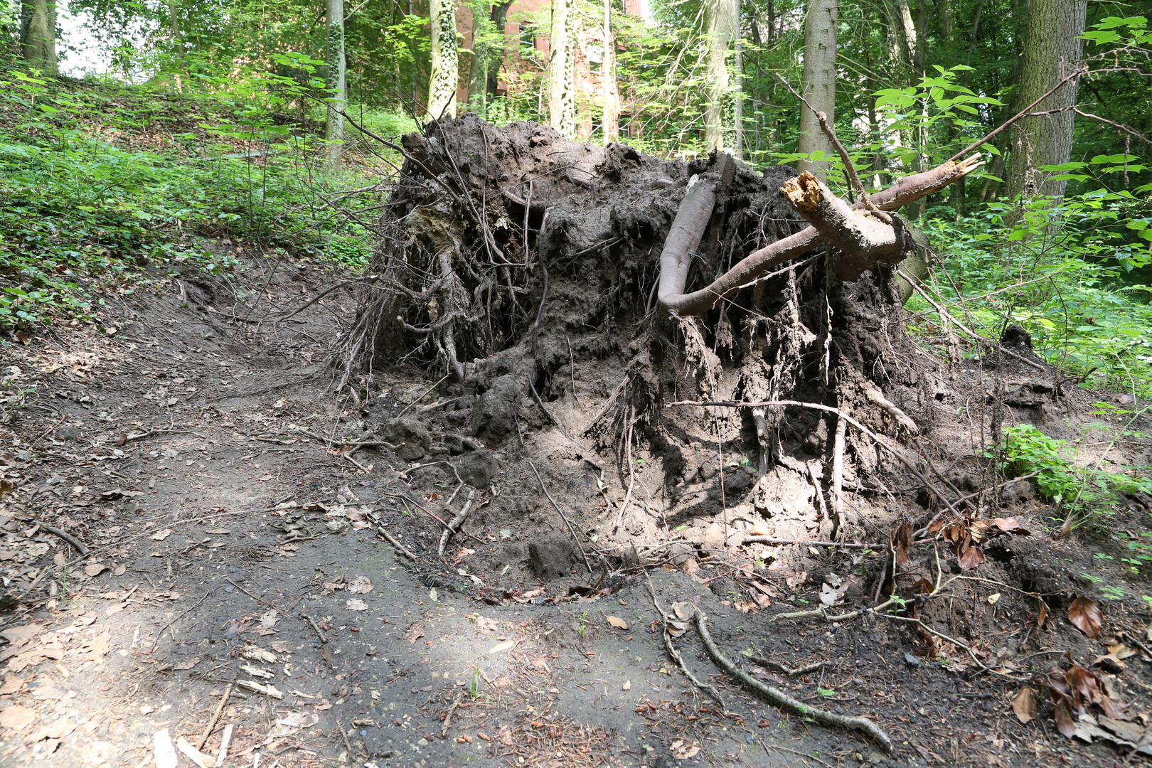 Umgeschtürzter Baum