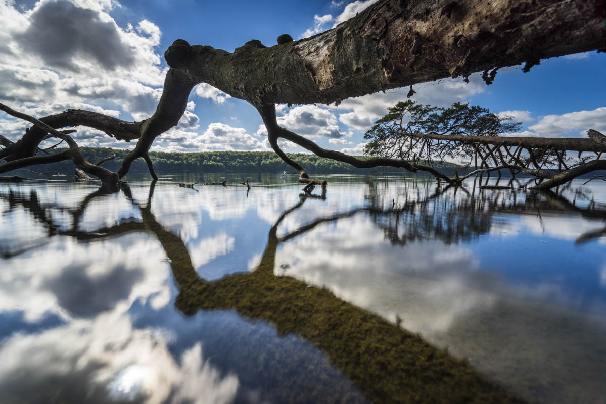 Umgestürzte Bäume am Rande eines Sees mit Spiegelung der schönen Wolken im Wasser