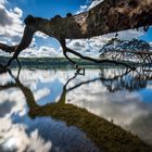 Umgestürzte Bäume am Rande eines Sees mit Spiegelung der schönen Wolken im Wasser