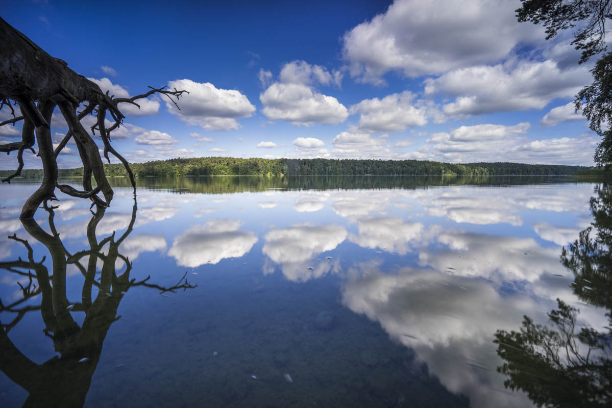 Umgestürzte Bäume am Rande eines Sees mit Spiegelung der schönen Wolken im Wasser