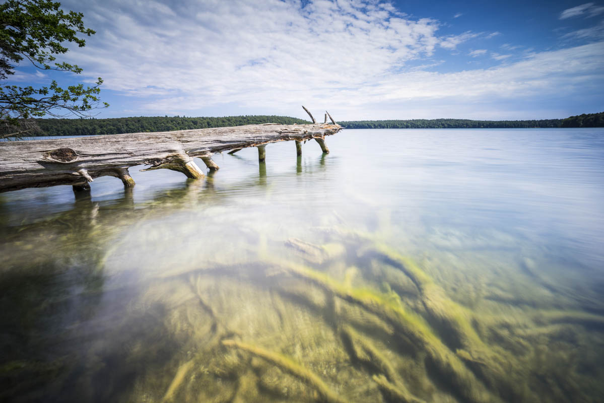 Umgestürzte Bäume am Rande eines Sees mit Spiegelung der schönen Wolken im Wasser