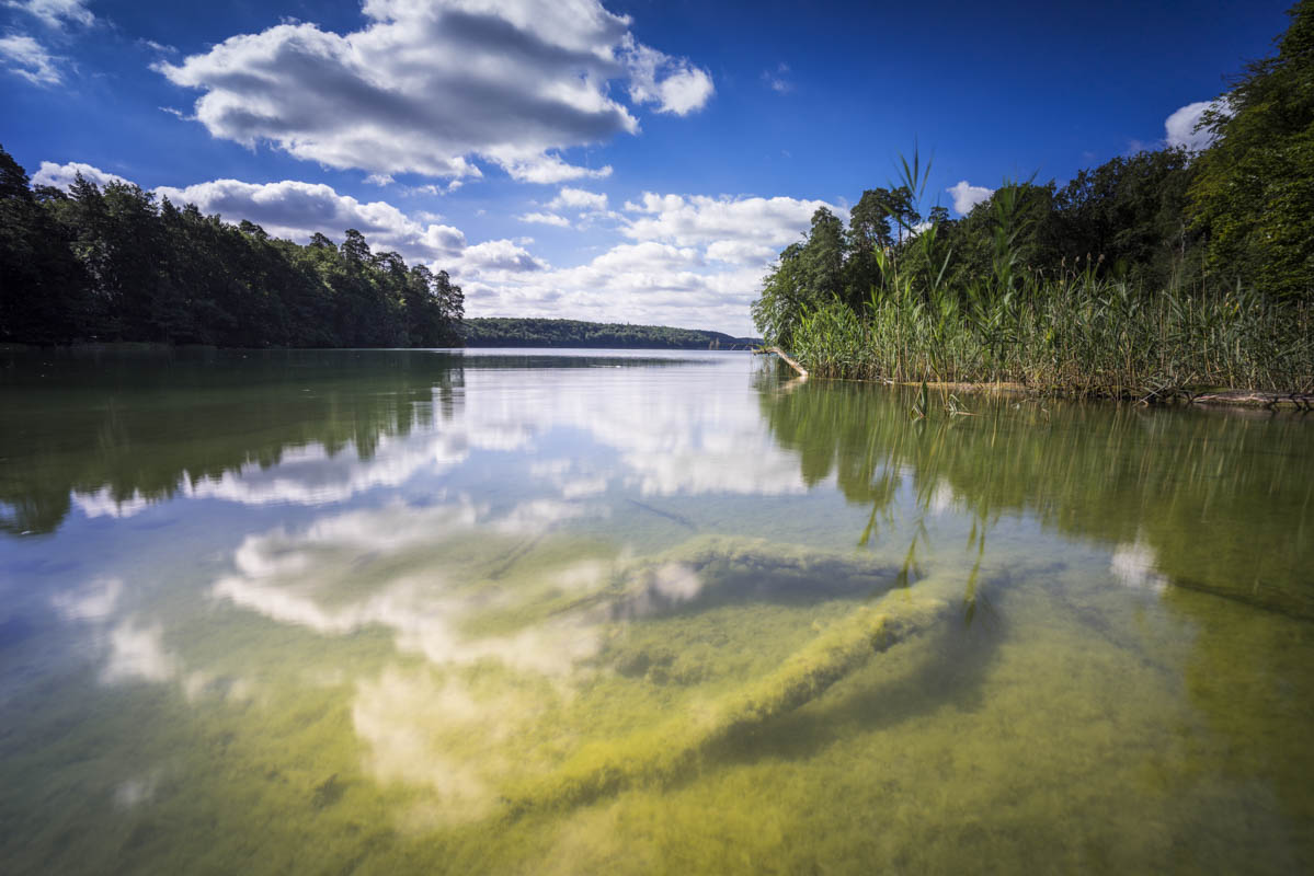 Umgestürzte Bäume am Rande eines Sees mit Spiegelung der schönen Wolken im Wasser