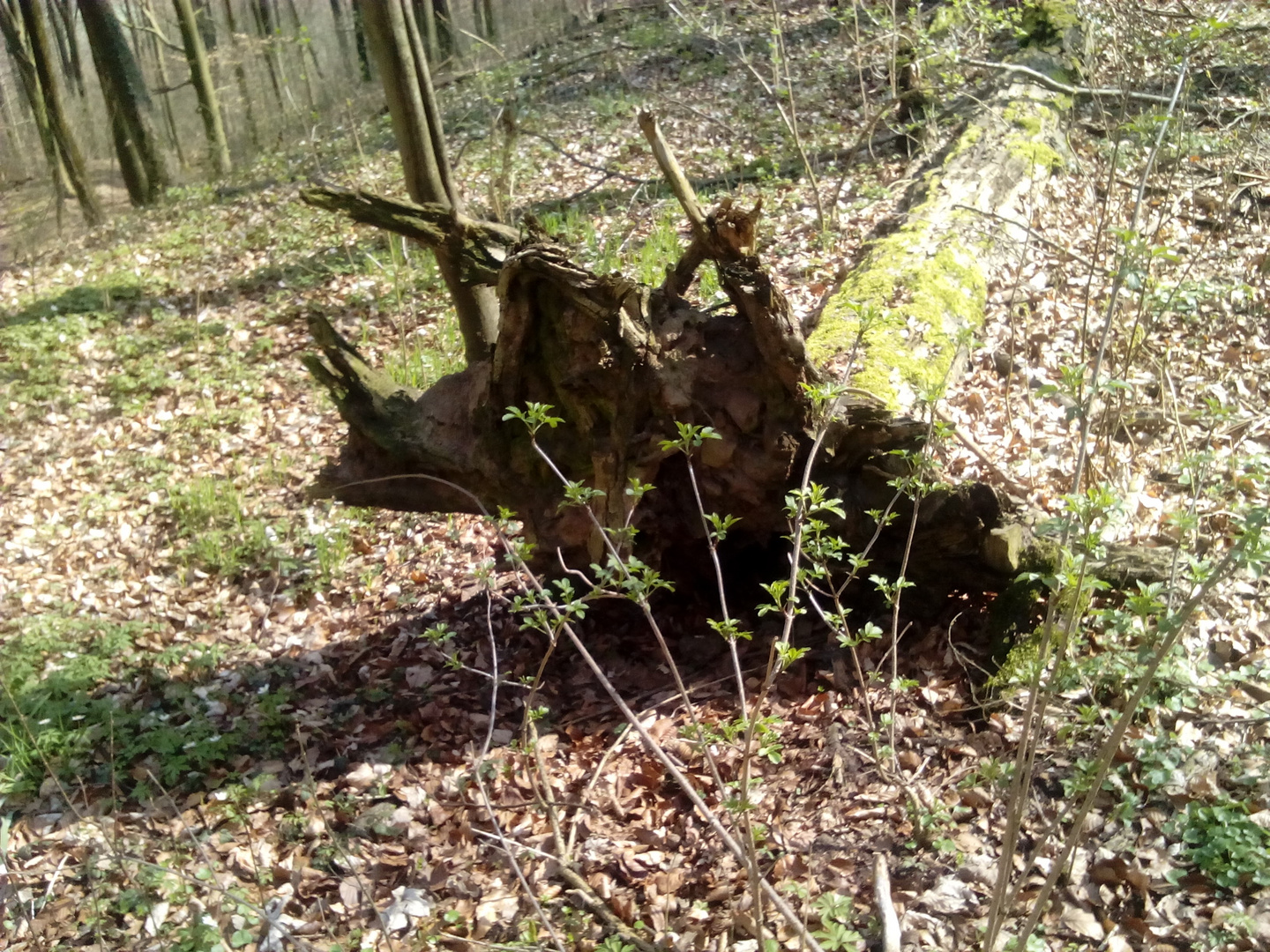 umgestürzter Baum