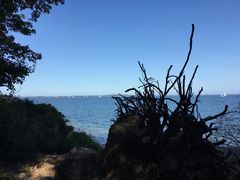 umgestürzter Baum am Flensburger Fördeufer