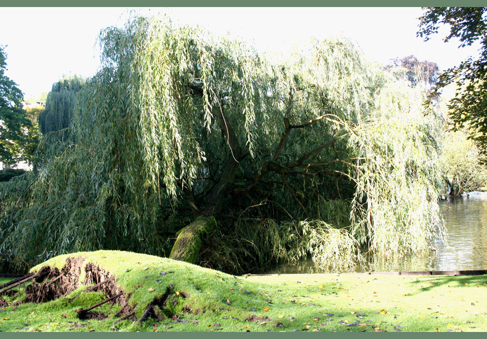 Umgestürzter Baum am Weiher in OD