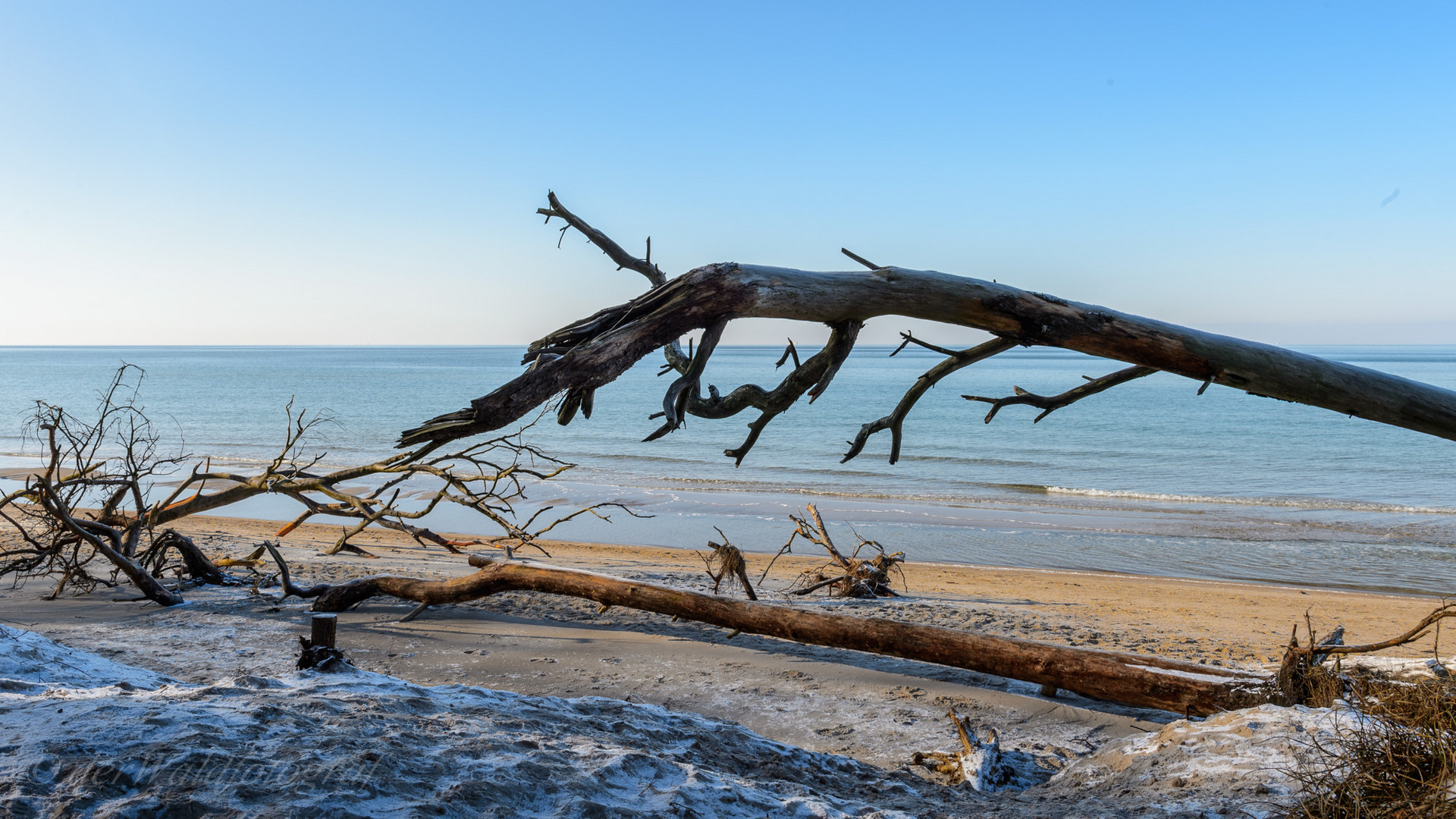 umgestürzter Baum am Weststrand im Winter