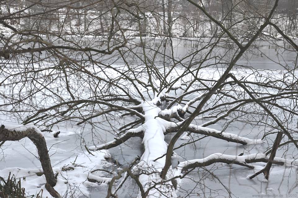 Umgestürzter Baum an der Schwentine