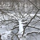 Umgestürzter Baum an der Schwentine